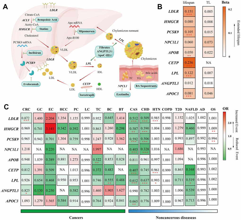 Summary of the study. (A) Summary of the mechanisms of action of lipid-lowering pharmaceutical agents included in our study. (B) Heatmap visualization of the Beta or OR estimates of lipid-lowering drug targets on different outcomes. The figure displays a matrix with rows representing gene targets of lipid-lowering agents and columns representing outcomes from different GWAS consortiums. The values in each square indicate the Beta or OR estimates and are color-coded based on their specific values. (B) Heatmap applied the gradually deepening orange, indicating the increasing Beta values. (C) Heatmap applied the deepening red indicating the increasing OR values and the deepening green representing the decreasing ORs. Abbreviations: TL, telomere length; CHD, Major coronary heart disease; CAS, Coronary atherosclerosis; T2D, Type 2 diabetes; HTN, hypertension; NAFLD, non-alcoholic fatty liver disease; OS, osteoporosis; CRC, colorectal cancer; GC, gastric cancer; EC, esophageal cancer; HCC, hepatocellular carcinoma; LC, lung cancer; PC, pancreatic cancer; TC, thyroid cancer, BC, bladder cancer; BT, brain tumors; COPD, chronic obstructive pulmonary disease; AD, Alzheimer's disease/dementia, OS, osteoporosis.