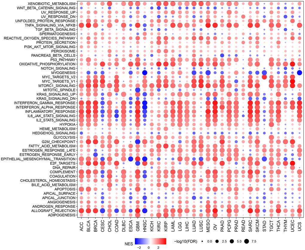 GSVA indicated the associations between HOXC10 expression and signaling pathways.