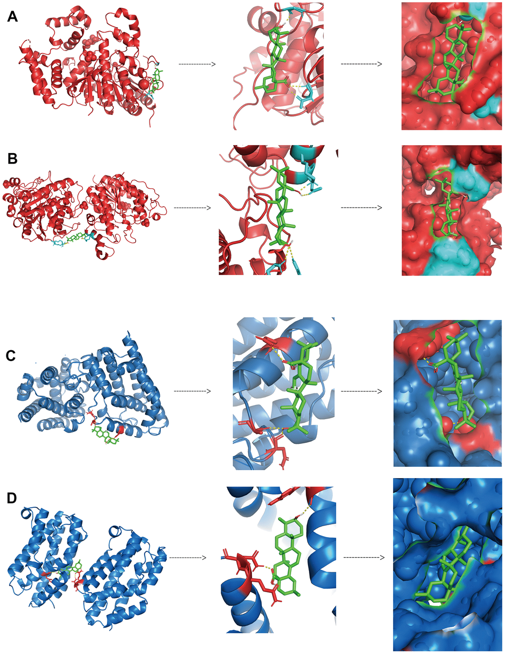 Binding between oleanolic acid and key targets (A) The docking binding of HDAC1 protein and oleanolic acid. (B) The docking binding of HDAC2 protein and oleanolic acid. (C) The docking binding of HMOX1 protein and oleanolic acid. (D) The docking binding of HMOX2 protein and oleanolic acid.