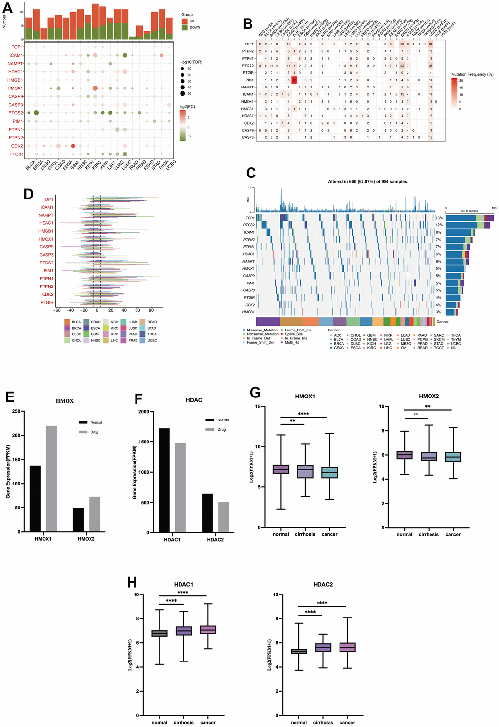 The role of oleanolic acid targets in cancer (A) Expression of oleanolic acid targets in pan-cancer. (B) Mutation frequency of oleanolic acid targets in pan-cancer. (C) Mutation types of oleanolic acid targets in pan-cancer. (D) Copy number mutations of oleanolic acid targets in pan-cancer. (E) Expression of HMOX1 and HMOX2 in liver cancer with oleanolic acid. (F) Expression of HDAC1 and HDAC2 in liver cancer with oleanolic acid. (G) Expression of HMOX1 and HMOX2 in liver cancer. (H) Expression of HDAC1 and HDAC2 in liver cancer.