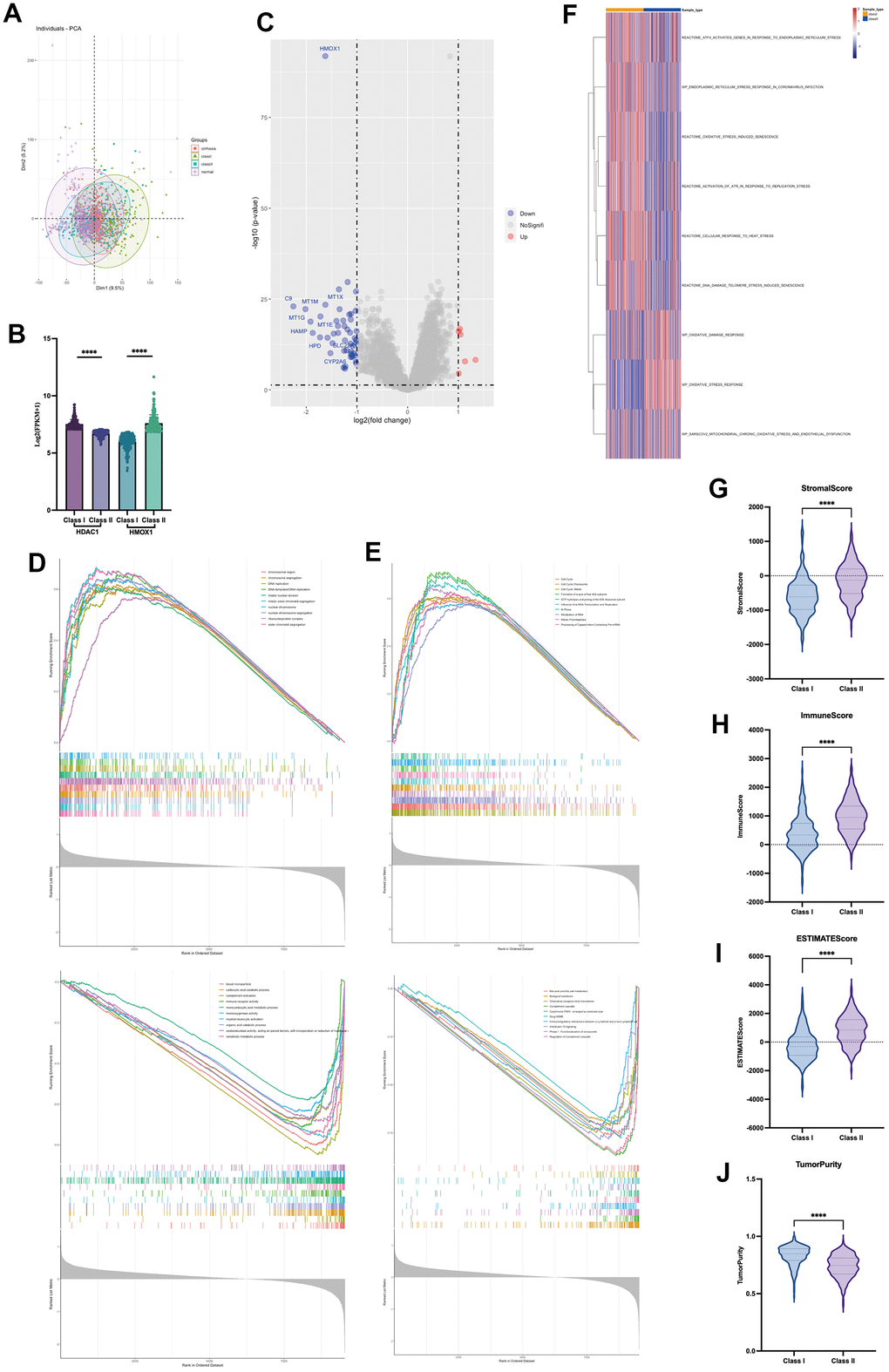 Role of HDAC1 and HMOX1 in liver cancer (A) PCA analysis of two groups. (B) Expression of HDAC1 and HMOX1 of two groups. (C) Volcano of two groups. (D) GSEA analysis of differential genes based on GO. (E) GSEA analysis of differential genes based on ReactomePA. (F) GSVA analysis of two groups based on oxidative stress pathway. (G) Stromal score in two groups. (H) Immune score in two groups. (I) Estimate score in two groups. (J) Tumour purity in two groups.