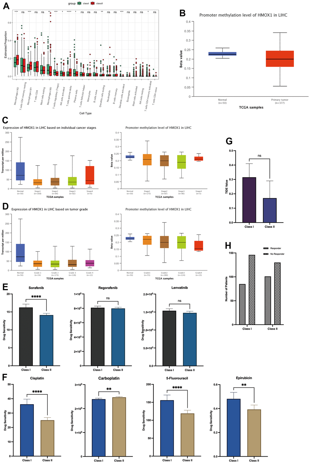 Microenvironmental effects HDAC1 and HMOX1 in liver cancer (A) Immunocytic infiltration analysis of two groups. (B) Methylation of HMOX1 in liver cancer. (C) Expression and Methylation of HMOX1 in clinical stage. (D) Expression and Methylation of HMOX1 in pathology grade. (E) Drug sensitivity analysis of Sorafenib, Regorafenib and Lenvatinib based on Oncopredict. (F) Drug sensitivity analysis of Cisplatin, Carboplatin, 5-Fluorouracil and Epirubicin based on Oncopredict. (G) TIDE Value in two groups. (H) Response to immunotherapy in two groups.