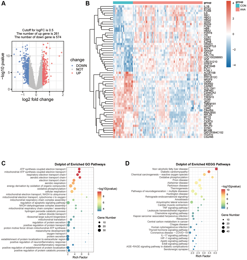 Visualization of the DEGs in AAA Combined Datasets. (A) Volcano map of differential expression gene analysis of the difference between the AAA group and the CON group. Red represents significantly up-regulated genes and blue represents significantly down-regulated genes. (B) Thermogram of the expression values of 30 up-regulated and 30 down-regulated genes in the AAA group compared with the CON group. Red means high gene expression, blue means low gene expression. (C, D) Bubble map of differential gene GO functional enrichment analysis (C) and KEGG pathway enrichment (D). Bubbles represent the number of enriched genes, the larger the enrichment genes, the darker the color, the more significant the P-value, and the darker the color, the more significant the difference. Abbreviations: AAA: abdominal aortic aneurysm; CON: control; GO: Gene Ontology; KEGG: Kyoto Encyclopedia of Genes and Genomes.