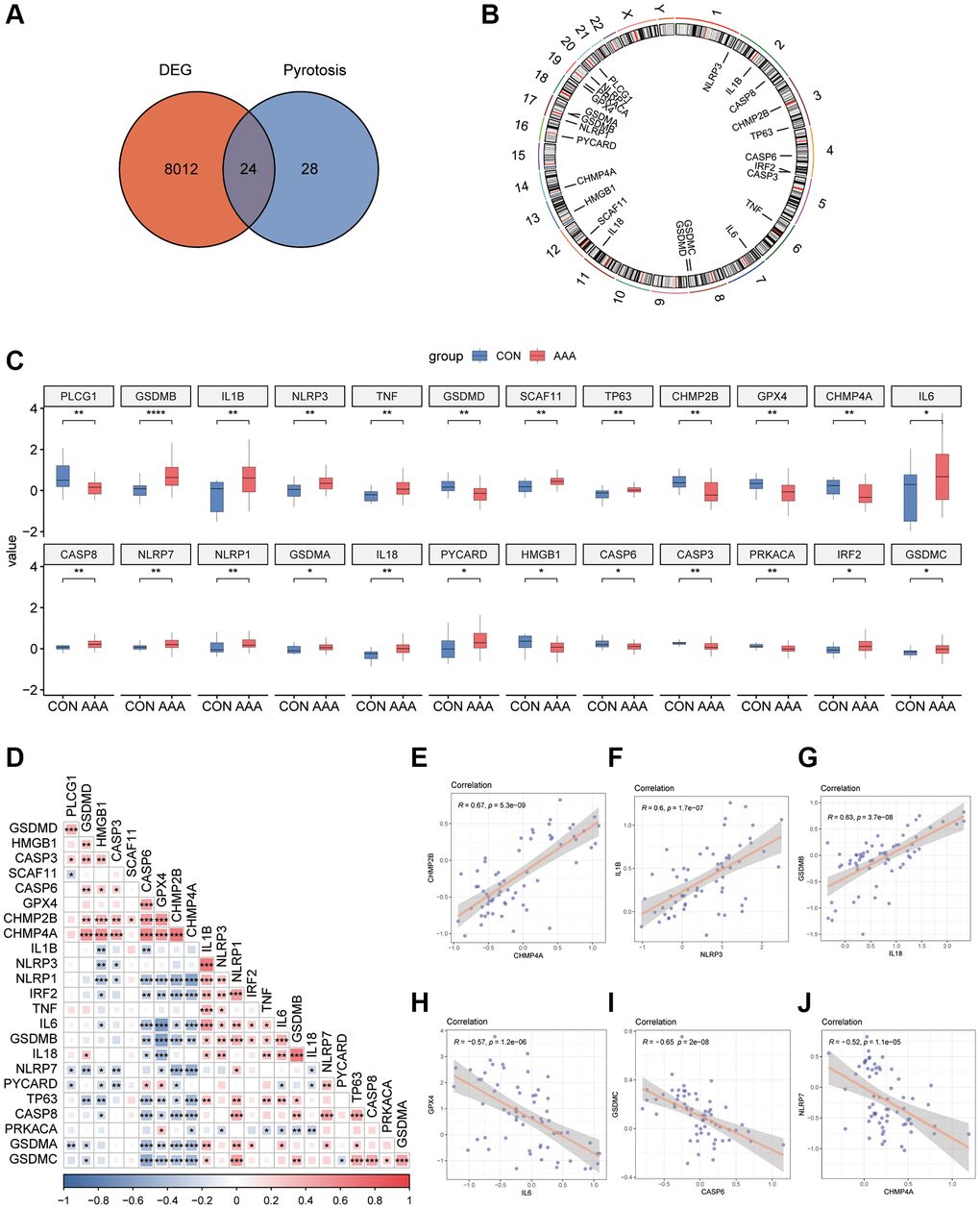 Pyroptosis-related gene expression in AAA Combined Datasets. (A) Venn diagram of pyroptosis-related genes and DEGs. (B) Chromosomal mapping of pyroptosis-related genes from overlapping genes. (C) Box plot of pyroptosis-related genes expression in the AAA and Con groups. (D) Heatmap of pyroptosis-related in combined GEO Datasets. *P P ***P E), IL-1β and NLRP3 (F), IL-18 and GSDMB (G), IL-6 and GPX4 (H), CASP6 and GSDMC (I), and CHMP4A and NLRP7 (J) in AAA Combined Datasets. Abbreviations: AAA: Abdominal aortic aneurysm; CON: Control; DEG: differential gene expression.