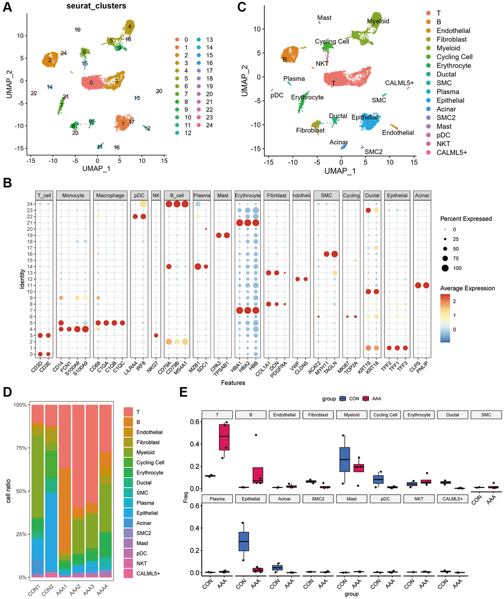 Dimension reduction clustering in GSE166676 databases. (A) When resolution = 0.5, the GSE166676 dataset was divided into 24 cell populations. (B) The expression of specific markers of different cell types in 24 cell clusters. The color depth represents the gene expression level, and the size of the dot represents the positive proportion of the gene in the cell. (C) The 24 cell populations were divided into 15 cell types based on cell type-specific markers. (D) Bar graph of cell proportions in AAA group and control group. (E) Box plots of cell proportions in AAA group and control group. Abbreviation: AAA: Thoracic aortic aneurysm.