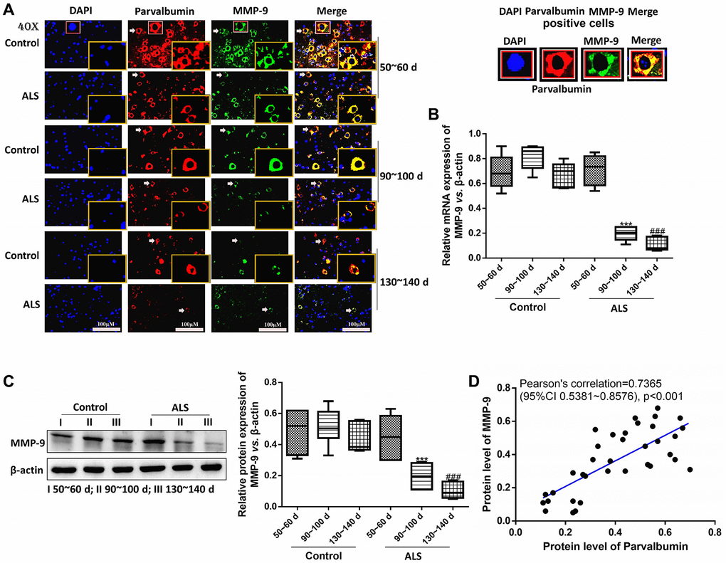 PV interneurons were positively correlated with MMP-9 in the spinal cord of ALS mice with different onset time. The expression of PV and MMP-9 tested by immunofluorescence. The yellow boxes represent the typical positive cells (enlarged approximately twice on the original position). The typical PV and MMP-9 positive cells are enlarged approximately 4 times and shown on the top right panel. Scale bar = 100 μM (A). The expression of MMP-9 was tested by RT-qPCR (B) and western blot (C). Pearson’s correlation for protein levels of PV and MMP-9 in all animals (control and ALS) (D). ***P ###P n = 6).