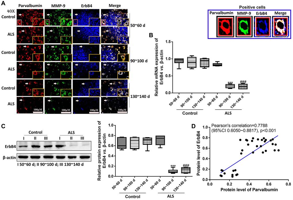 The expression of ErbB4 was positively correlated with PV interneurons in the spinal cord of ALS mice by immunofluorescence. The yellow boxes represent the typical positive cells (enlarged approximate twice on the original position). The typical PV, MMP-9 and ErBb4 positive cells are enlarged approximately 4 times and shown on the top right panel. Scale bar = 100 μM (A). The expression of ErbB4 was tested by RT-qPCR (B) and western blotting (C). Pearson’s correlation for protein levels of PV and ErbB4 in all animals (control and ALS) (D). ***P ###P n = 6).