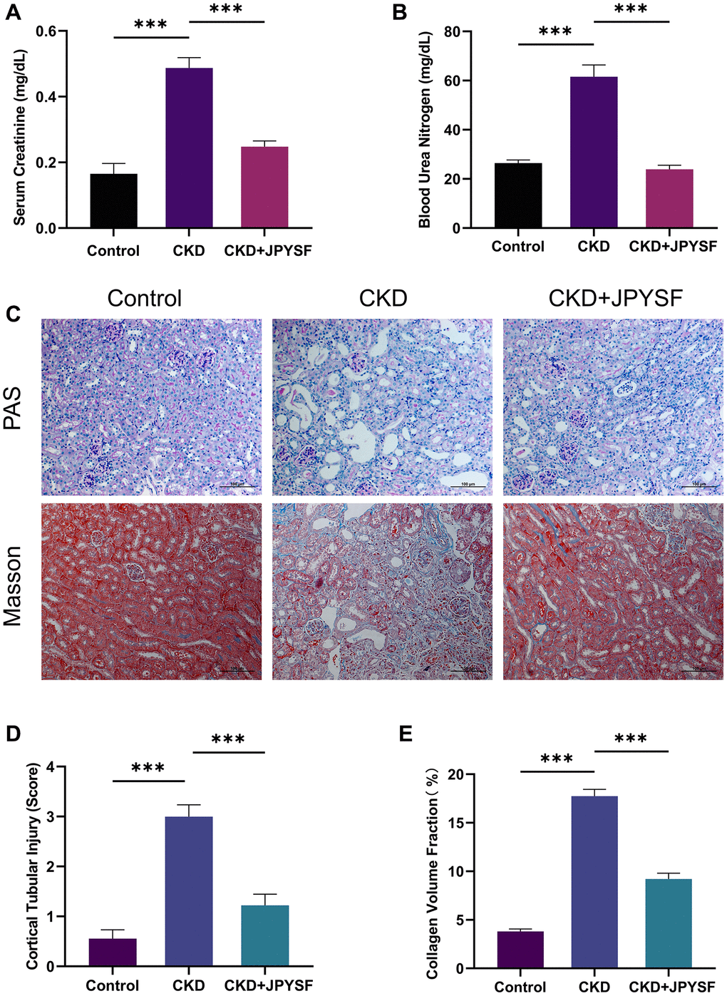 The effects of JPYSF on renal function and pathological injury in CKD mice. (A) Serum creatinine levels (n = 6). (B) Blood urea nitrogen levels (n = 6). (C) Representative PAS and Masson staining images. (D) Cortical tubular injury score (n = 3). (E) Collagen volume fraction (%) (n = 3). All images are shown at identical magnification, ×200, scale bar = 100 μm. Data are expressed as mean ± SEM (***p 