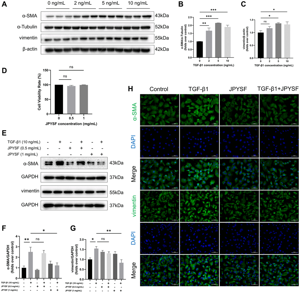 The effects of JPYSF on fibrotic response in TGF-β1-induced HK-2 cells. (A) Representative Western blot images of α-SMA and vimentin expression in HK-2 cells stimulated with TGF-β1 at the concentrations of 0, 2, 5, and 10 ng/mL. (B, C) Quantitative analysis of α-SMA and vimentin expression in HK-2 cells stimulated with TGF-β1 at the concentrations of 0, 2, 5, and 10 ng/mL, normalized to α-Tubulin or β-actin content (n = 3). (D) Cell viability rate (%) (n = 3). (E) Representative Western blot images of α-SMA and vimentin expression in HK-2 cells stimulated with TGF-β1 or/and JPYSF at the concentrations of 0.5 and 1 mg/mL. (F, G) Quantitative analysis of α-SMA and vimentin expression in HK-2 cells stimulated with TGF-β1 or/and JPYSF at the concentrations of 0.5 and 1 mg/mL, normalized to GAPDH content (n = 3). (H) Representative immunofluorescence images of α-SMA and vimentin in HK-2 cells with TGF-β1 or/and 1 mg/mL JPYSF stimulation. Green corresponds to interest proteins, and blue corresponds to nuclear staining. All images are shown at identical magnification, ×400, scale bar = 50 μm. Data are expressed as mean ± SEM (nsp > 0.05, *p **p ***p 