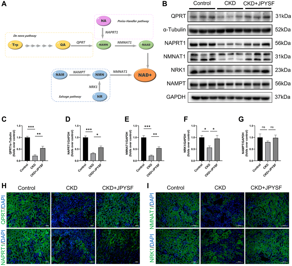 The effects of JPYSF on the expression of NAD+ biosynthesis-related enzymes in mouse kidney. (A) Pathways of NAD+ biosynthesis. (B) Representative Western blot images of QPRT, NAPRT1, NMNAT1, NRK1, and NAMPT in mouse kidney. (C–G) Quantitative analysis of QPRT, NAPRT1, NMNAT1, NRK1, and NAMPT expression normalized to α-Tubulin or GAPDH content (n = 6). (H) Representative immunofluorescence images of QPRT and NAPRT1. (I) Representative immunofluorescence images of NMNAT1 and NRK1. Green corresponds to interest proteins, and blue corresponds to nuclear staining. All images are shown at identical magnification, ×200, scale bar = 100 μm. Data are expressed as mean ± SEM (nsp > 0.05, *p **p ***p 