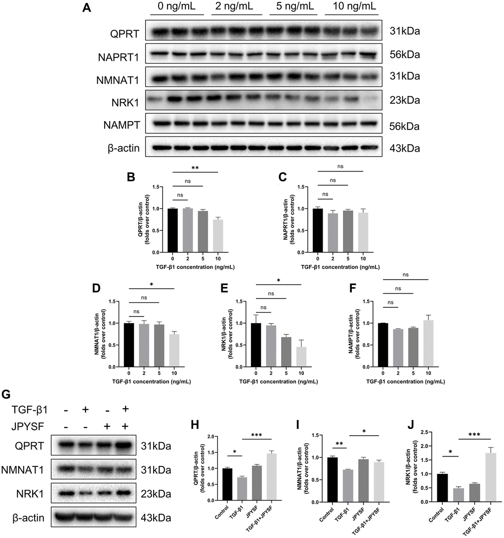 The effects of JPYSF on the expression of NAD+ biosynthesis-related enzymes in HK-2 cells. (A) Representative Western blot images of QPRT, NAPRT1, NMNAT1, NRK1, and NAMPT expression in HK-2 cells stimulated with TGF-β1 at the concentrations of 0, 2, 5, and 10 ng/mL. (B–F) Quantitative analysis of QPRT, NAPRT1, NMNAT1, NRK1 and NAMPT expression in HK-2 cells stimulated with TGF-β1 at the concentrations of 0, 2, 5 and 10 ng/mL, normalized to β-actin content (n = 3). (G) Representative Western blot images of QPRT, NMNAT1, and NRK1 expression in HK-2 cells with TGF-β1 or/and JPYSF stimulation. (H–J) Quantitative analysis of QPRT, NMNAT1, and NRK1 expression in HK-2 cells with TGF-β1 or/and JPYSF stimulation, normalized to β-actin content (n = 3). Data are expressed as mean ± SEM (nsp > 0.05, *p **p ***p 
