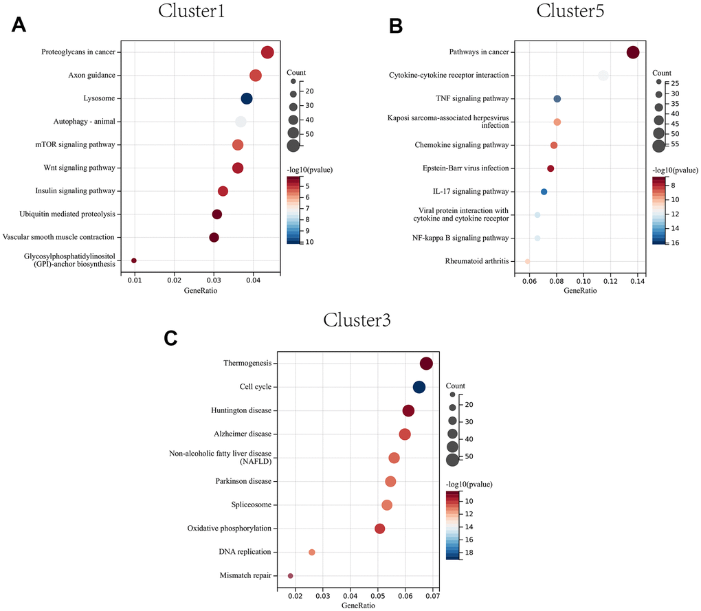 KEGG enrichment analysis of CAFs developing in early (A) to mid (B) to late (C) stages.