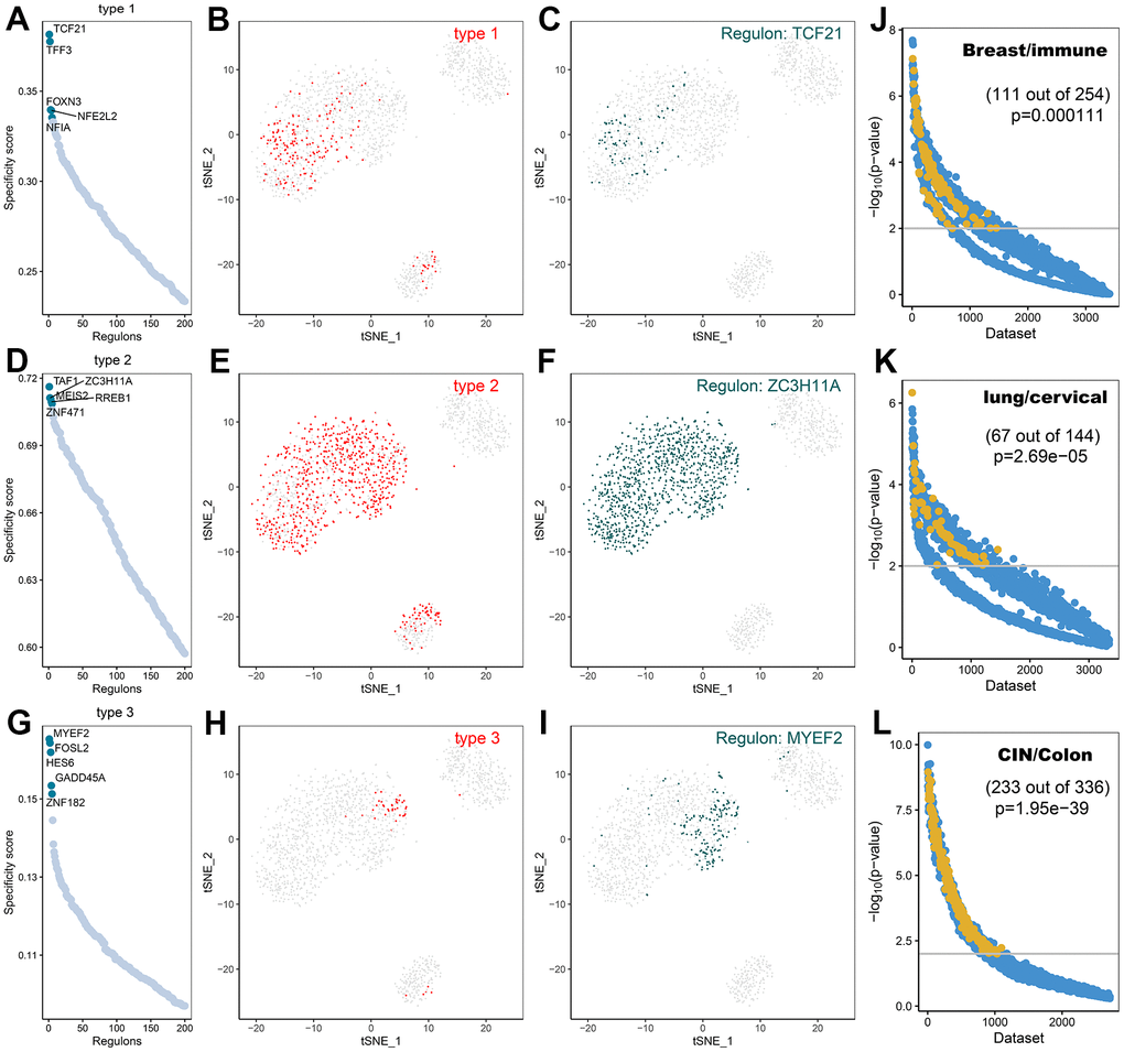 Transcription factor prediction of CAFs subtypes. (A) Ranking of transcription factors of type1 cells based on transcription factor specificity score (RSS); (B) Highlighting type1 in the t-SNE plot (indicated by red dots); (C) Binary conversion of transcription factor activity scores for transcription factors with higher RSS TCF21 (Z-Score normalization for all samples with a 2.5 dividing line to convert values to 0 and 1), highlighting in t-SNE plots (indicated by green dots); (D) Ranking of transcription factors of type2 cells based on transcription factor specificity score; (E) Highlighting type2 in the t-SNE plot (indicated by red dots); (F) Binary conversion of transcription factor activity scores for transcription factors with higher RSS ZC3H11A, highlighting in t-SNE plots (indicated by green dots); (G) Ranking of transcription factors of type3 cells based on transcription factor specificity score; (H) Highlighting type3 in the t-SNE plot (indicated by red dots); (I) Binary conversion of transcription factor activity scores for transcription factors with higher RSS MYEF2, highlighting in t-SNE plots (indicated by green dots); (J) Co-expression results of TCF21 and its target genes in different GEO datasets retrieved using SEEK.; (K) Co-expression results of ZC3H11A and its target genes in different GEO datasets retrieved using SEEK; (L) Co-expression results of MYEF2 and its target genes in different GEO datasets retrieved using SEEK. The x-axis represents different datasets and the y-axis represents the statistical significance of the correlation between target genes in each dataset. Functionally related and significantly correlated (p 