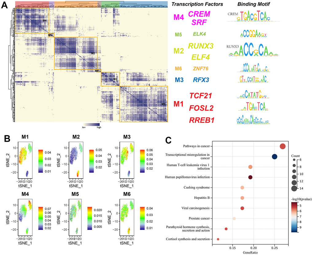 The modularity of transcription factors and pathway enrichment analysis. (A) Identification of transcription factor modules based on transcription factor ligand specificity indices, with representative transcription factors selected, and binding sequences of transcription factors plotted; (B) tSNE plot of the average transcription factor activity score for each module; (C) KEGG pathway enrichment analysis of genes in module 1.