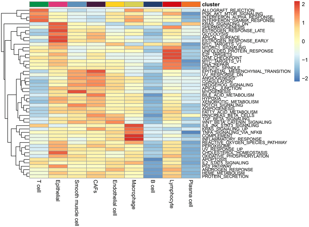 Enrichment pathways in each cell type. The colours represent the enrichment of the pathways, with the pathway enrichment increasing from blue to red.