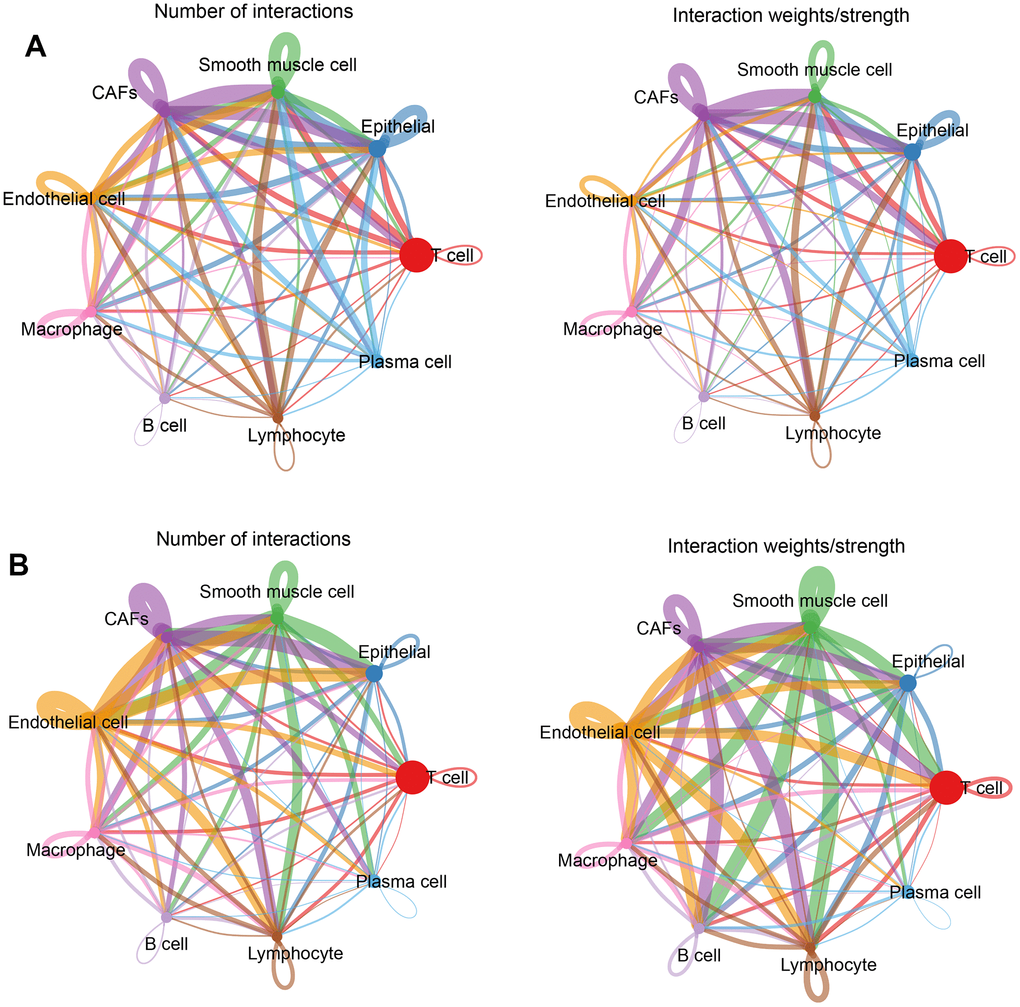 Cellular communication networks. (A) Number of interactions and intensity of action of different cell types in the normal group; (B) Number of interactions and intensity of action of different cell types in the tumor group. The thickness of the line refers to the number of interactions and the strength of the effects.