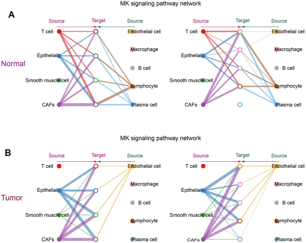 Communication of CAFs with other cells in the MK signaling pathway. (A) Hierarchical diagram of the MK signaling pathway in the communication network of the normal group of cells; (B) Hierarchical diagram of the MK signaling pathway in the communication network of the tumor group of cells. This diagram consists of two parts: the left and right parts highlight the autocrine and paracrine signals of CAFs and several other cells, respectively. The solid and hollow circles represent the source and target, respectively. Different colors of the circles represent different cells, and the width of the connecting lines represents the communication probability. The color of the connecting lines is consistent with the source of the signal.