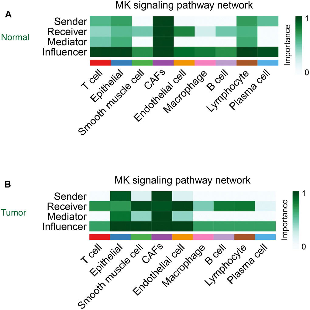 The role of CAFs in the MK signaling pathway in the normal group (A) and the tumor group (B).