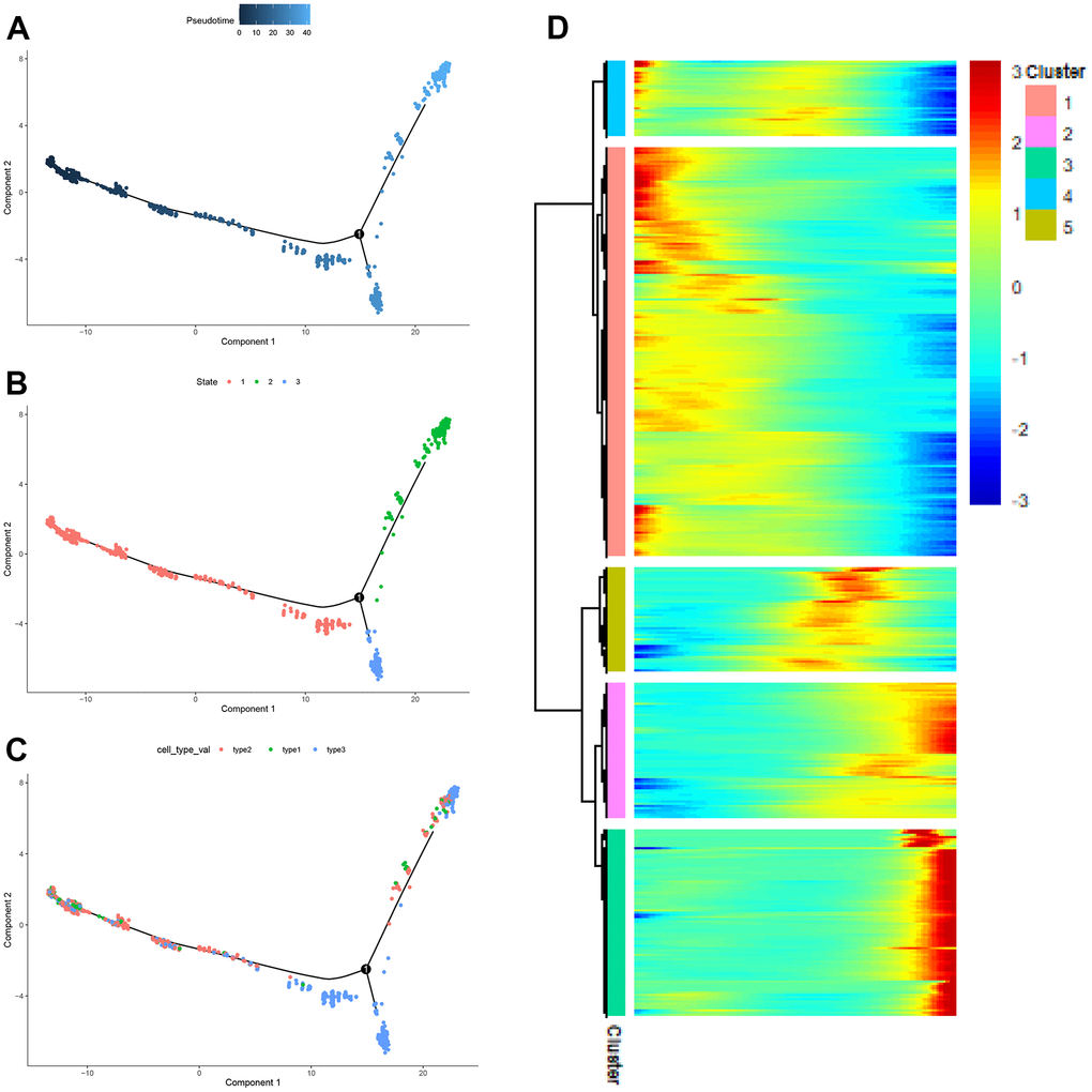 The pseudo-time trajectory of CAFs. (A–C) The pseudo-time trajectory of CAFs with gene expression profiles derived from Monocle 2, with each point representing a single cell; (D) Heat map of gene expression changes.