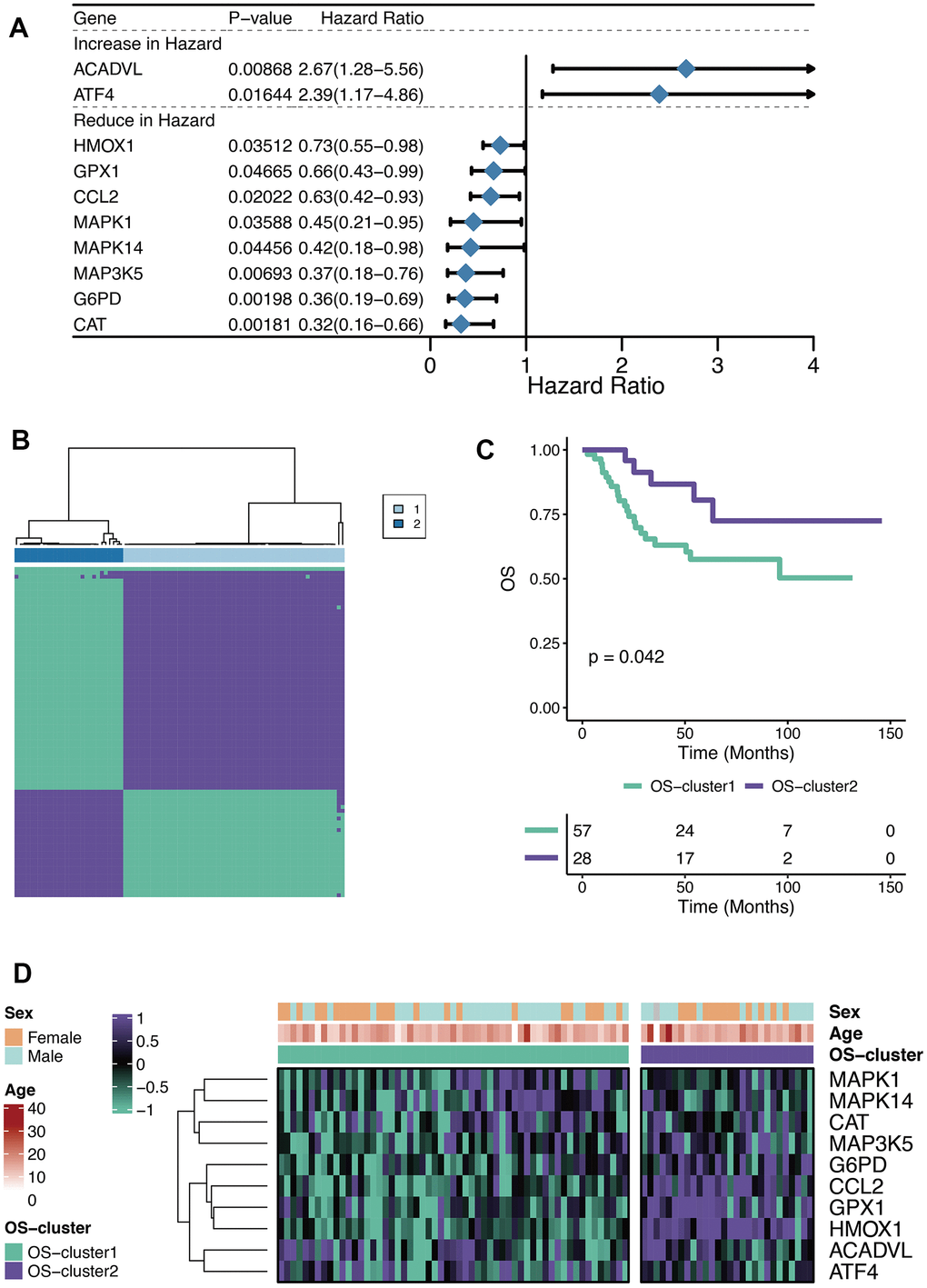 Characteristics of OXS-clusters in TARGET-OS. (A) Forest plot for Univariate Cox regression analysis of ten prognostic OXRGs; (B) Cluster diagram for subtype analysis of osteosarcoma samples, with the intragroup correlations being the highest and the inter-group correlations being low when k=2; (C) Kaplan-Meier curve of the correlation between OXS-clusters and survival status of osteosarcoma patients; The green curve denotes OS-cluster1, and the purple curve denotes OS-cluster2. (D) The heatmap displaying the distribution of the ten prognostic OXRGs, clinicopathological characteristics (Sex, Age) and OXS-clusters; Purple represents high gene expression, while green represents low gene expression.