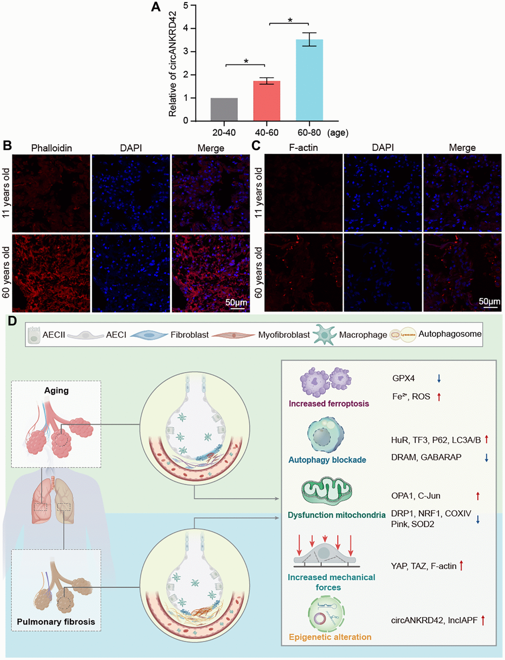 Assessment of circANKRD42 and cytoskeleton in the healthy population and the key molecular players in aging and pulmonary fibrosis. (A) qRT-PCR result showed that circANKRD42 expression increased with age in a healthy-population group. (B) Phalloidin staining depicted that the cytoskeleton became disorder and underwent disorganized expansion in aging humans compared with young ones. (C) Fluorescence images showed that F-actin increased in 60-year-old healthy people compared with that in 11-year-old ones. (D) Key molecular players were involved in aging and pulmonary fibrosis, including epigenetic alteration (lncIAPF and circANKRD42), mitochondrial dysfunction, abnormal ferroptosis, autophagy, and mechanical forces.