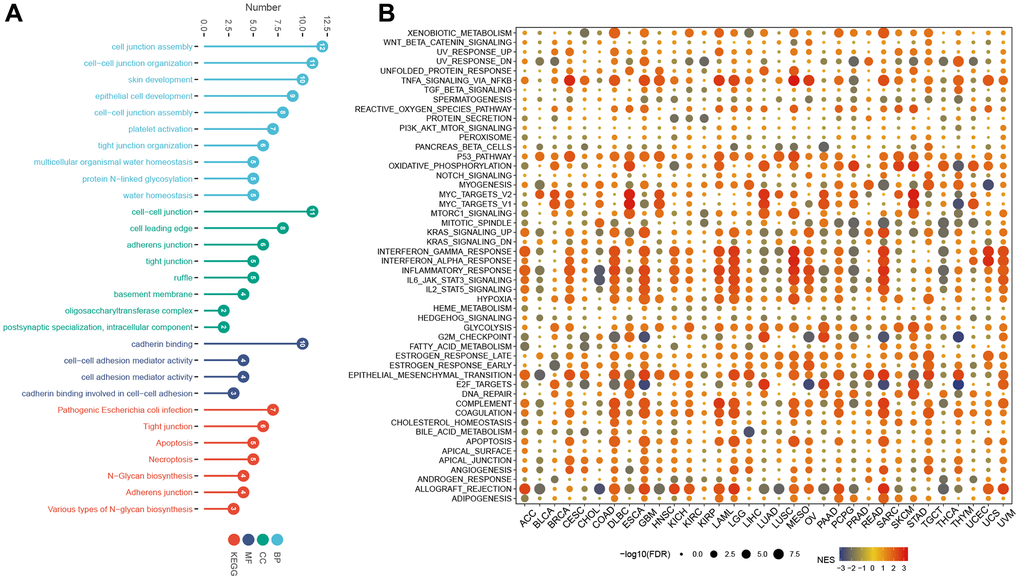 GO, KEGG, and GSEA analysis. (A) GO, and KEGG analysis. (B) GSEA of LTBR in the hallmarks gene set.