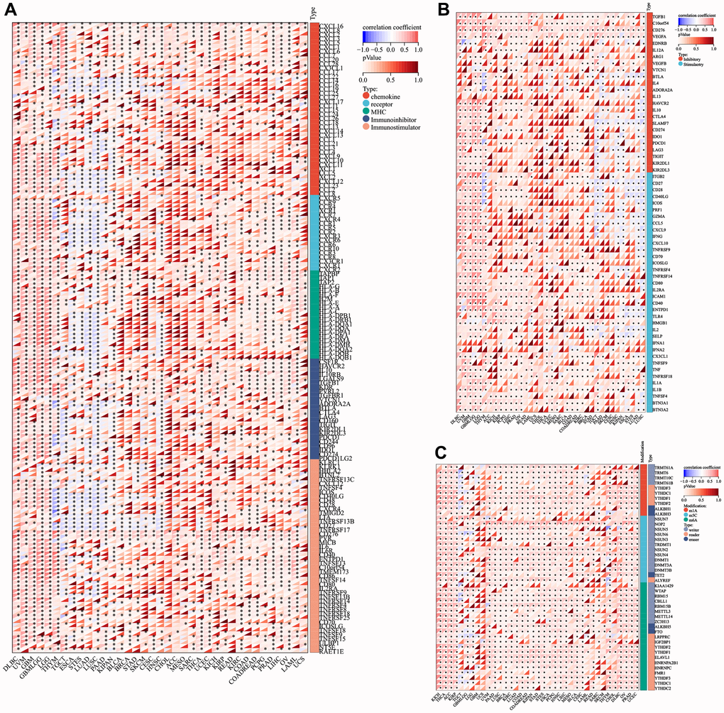 Co-expression of LTBR with immune-associated genes. (A) Co-expression between LTBR and immunoregulatory genes. (B) Immune checkpoint genes. (C) RNA modifier genes. *p **p ***p 