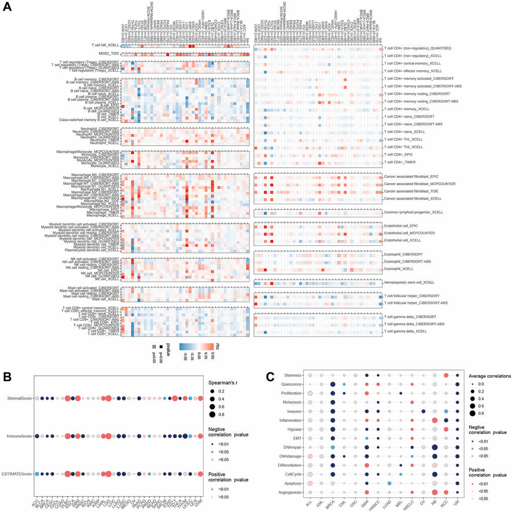 (A) The relationship of LTBR expression with immune cell infiltration analysis. The relationship of LTBR expression with (B) immune infiltration. (C) Cancer-related functional status analysis.