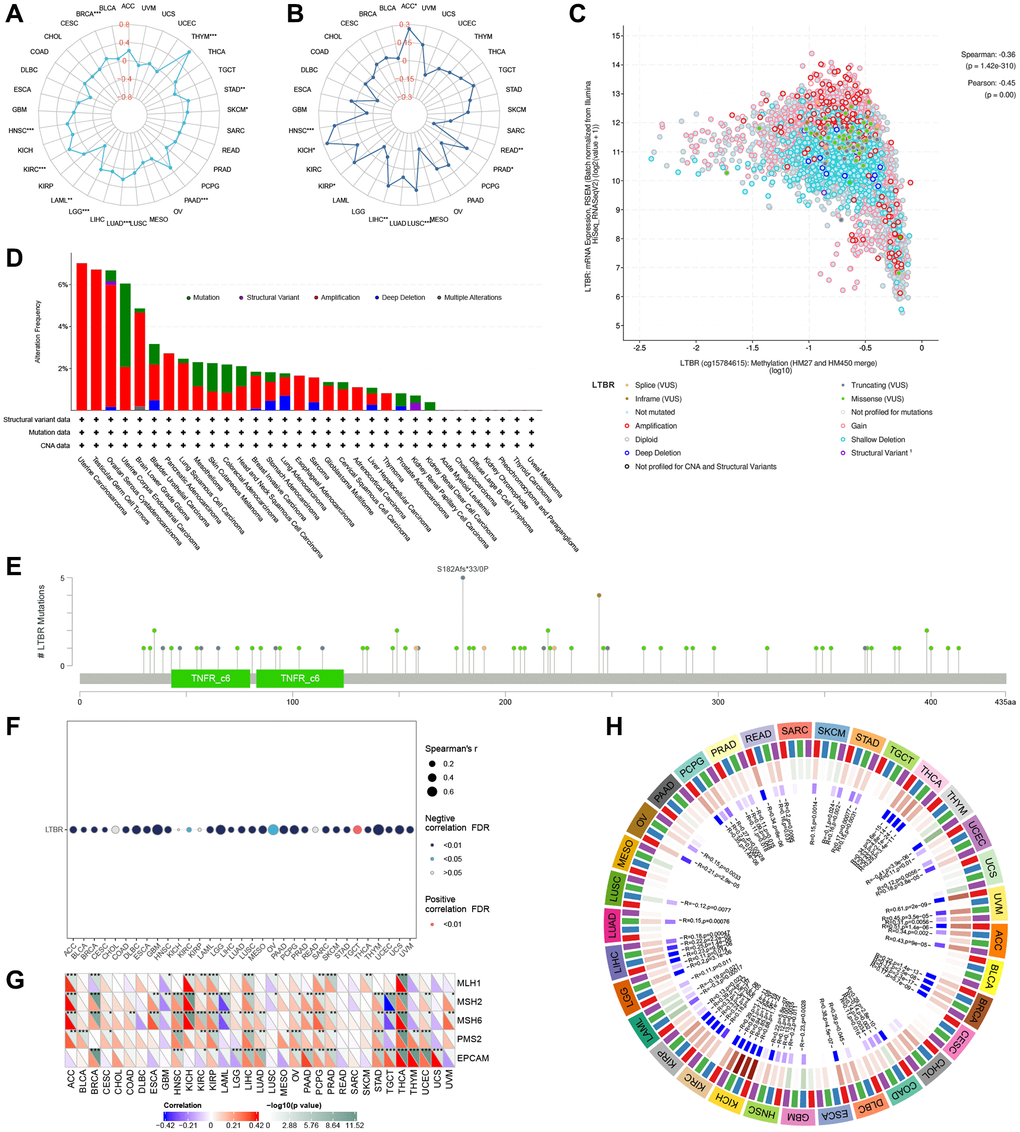 The relationship of LTBR expression with (A) TMB and (B) MSI. (C) LTBR mRNA expression vs. methylation. (D) The relative frequency of each mutation type and (E) mutation site. (F) The relationship of LTBR expression with methylation. (G) MMR genes in human pan-cancer (*P **P ***P H) DNA methyltransferases (DNMT1: red; DNMT2: blue; DNMT3A: green; DNMT3B: purple).