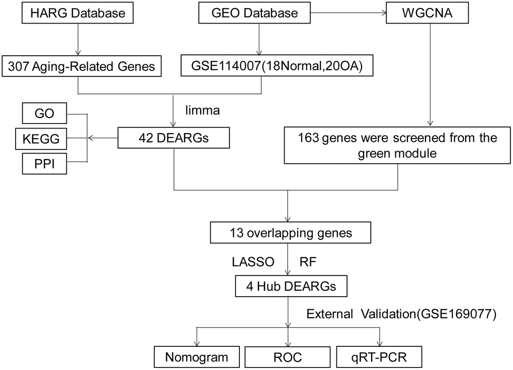 Work flowchart. Abbreviations: DEARGs: differentially expressed aging-related genes; LASSO: least absolute shrinkage and selection operator; WGCNA: weighted gene co-expression network analysis.