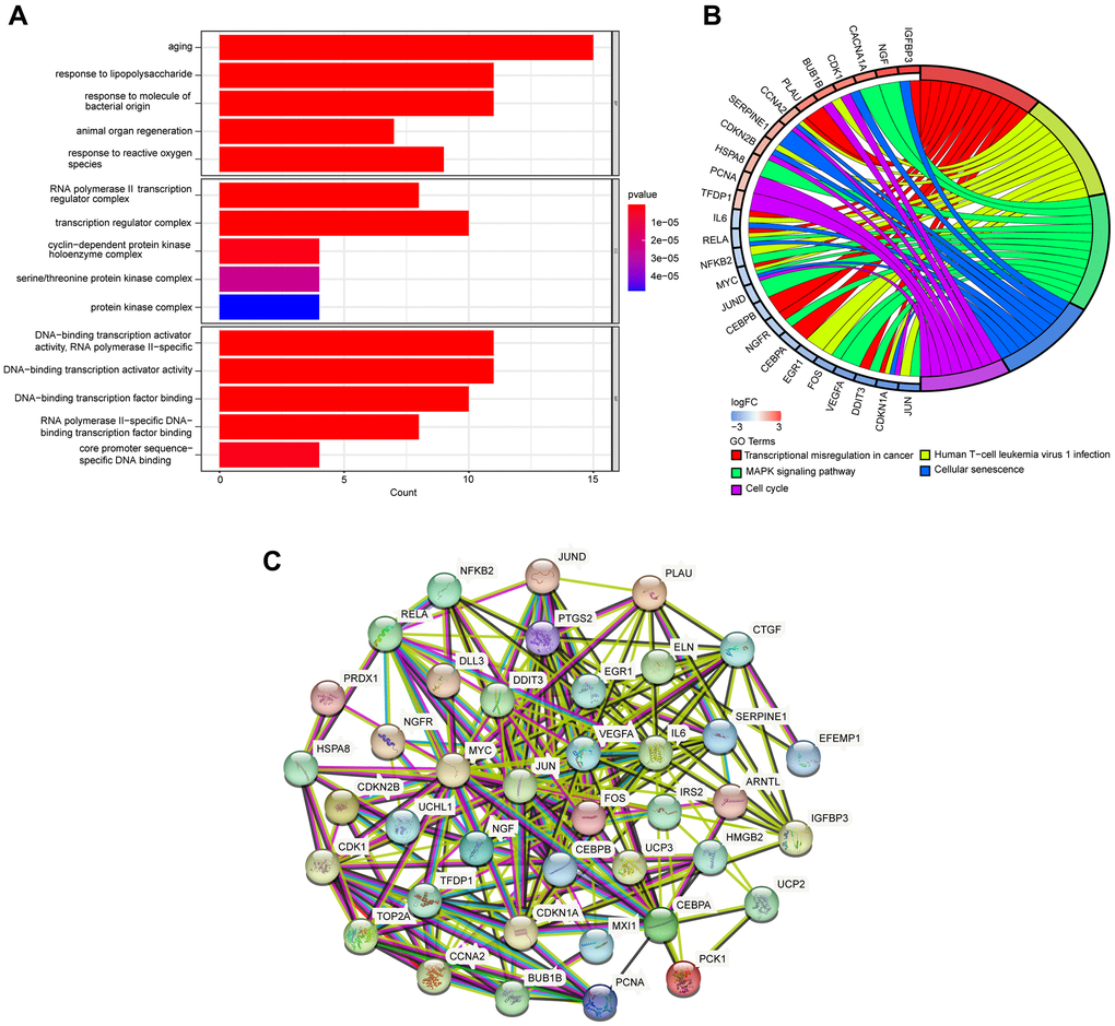 GO and KEGG pathway enrichment analyses of DEARGs. (A) GO enrichment analyses of DEARGs. (B) The connections between DEARGs and the top five enriched KEGG pathways. (C) PPI network constructed with the DEARGs.