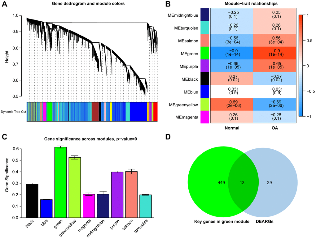 (A) Clustering dendrograms of genes with varying degrees of similarity, the different colors below represent various co-expression modules. (B) Module–trait relationship. The green module was significantly associated with OA. (C) Distribution of mean gene significance in modules associated with OA. (D) Venn diagram shows that thirteen common genes are identified from the intersection of genes between the green module and DEARGs.