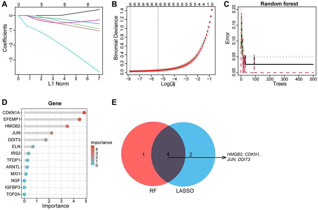 Machine learning screens biomarkers for diagnosing OA. (A, B) The LASSO regression revealed that the number of genes corresponding to the lowest point of the curve (n = 6) is best suited for the diagnosis of OA. (C, D) Random Forest algorithm showed errors in OA; each gene is ranked according to its importance score. (E) The Venn diagram depicts the intersection genes of LASSO and RF results.