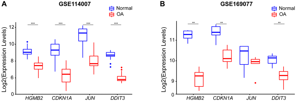 The expression levels of four hub genes were shown by boxplots. (A) Expression of the hub genes in the GSE114007 dataset, HMGB2, CDKN1A, JUN, andDDIT3 expression were all down-regulated in OA samples. (B) The expression of the Hub gene in an external GSE169077 data set (**p ***p 