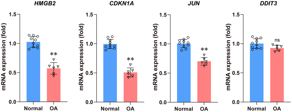 The qRT-PCR method was used to detect the mRNA expression levels of four hub DEARGs. Compared with the normal group, the mRNA expression levels of HMGB2, CDKN1A, and JUN were significantly lower in the OA group. There is no statistical difference in DDIT3 mRNA expression levels between the normal and OA groups.