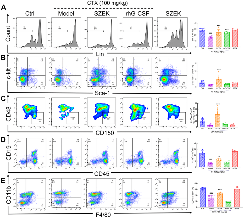 SZEK regulates hematopoietic cell levels in the bone marrow of mice with hematopoietic dysfunction. SZEK increased the number of (A) naïve cells (Lin−), (B) HSCs (Lin−Sca-1+c-Kit+), (C) LT-HSCs (Lin−Sca-1+c-Kit+CD48−CD150+), (D) B lymphocytes (CD45+CD19+) and (E) macrophages (CD11b+F4/80+) in bone marrow of mice with hematopoietic dysfunction (n=6, ###P**P***P