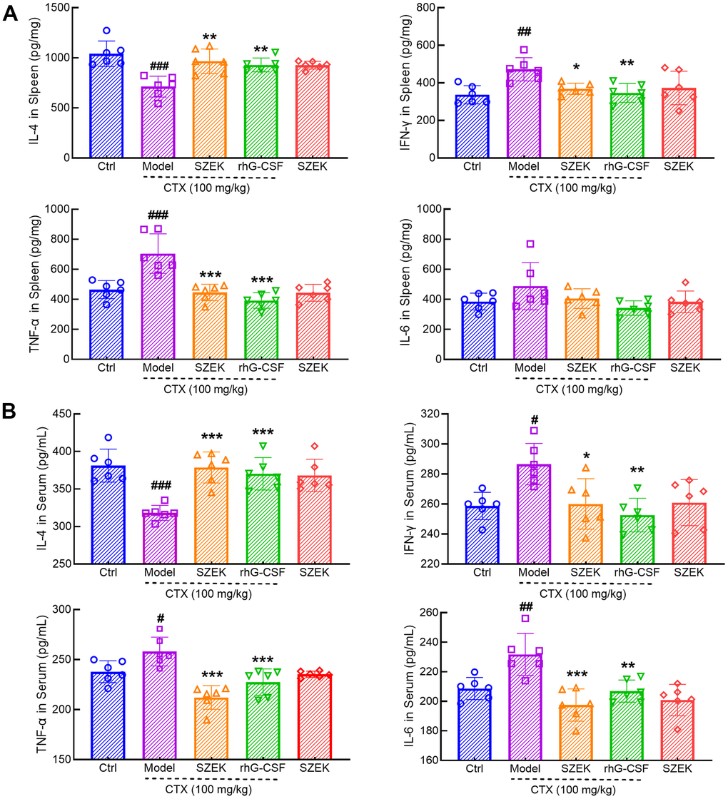 SZEK regulates cytokine expression in mice with hematopoietic dysfunction. SZEK increases the expression of IL-4 and decreased the expression of IFN-γ, TNF-α, and IL-6 in (A) spleen and (B) serum of mice with hematopoietic dysfunction (n=6, #P##P###P*P**P***P
