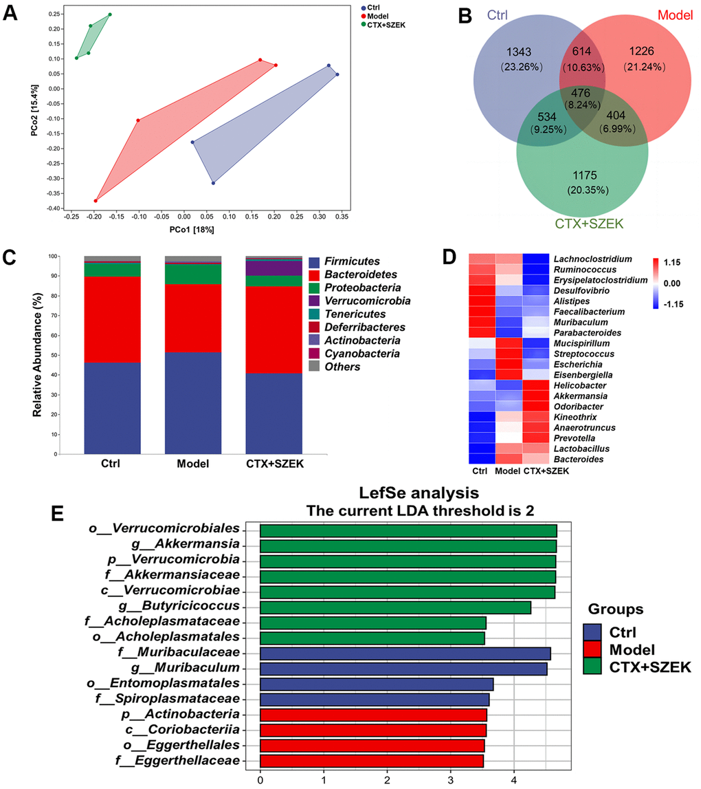 SZEK alters intestinal flora in mice with hematopoietic dysfunction (n=4). (A) Distance matrix and principal coordinate analysis of beta diversity. (B) Venn diagram. (C) Relative abundance analysis of intestinal flora between groups at the phylum. (D) Heat map of top 20 species composition at genus level. (E) LEfSe analysis of altered gut bacteria. Ctrl, control; Model, hematopoietic dysfunction model.