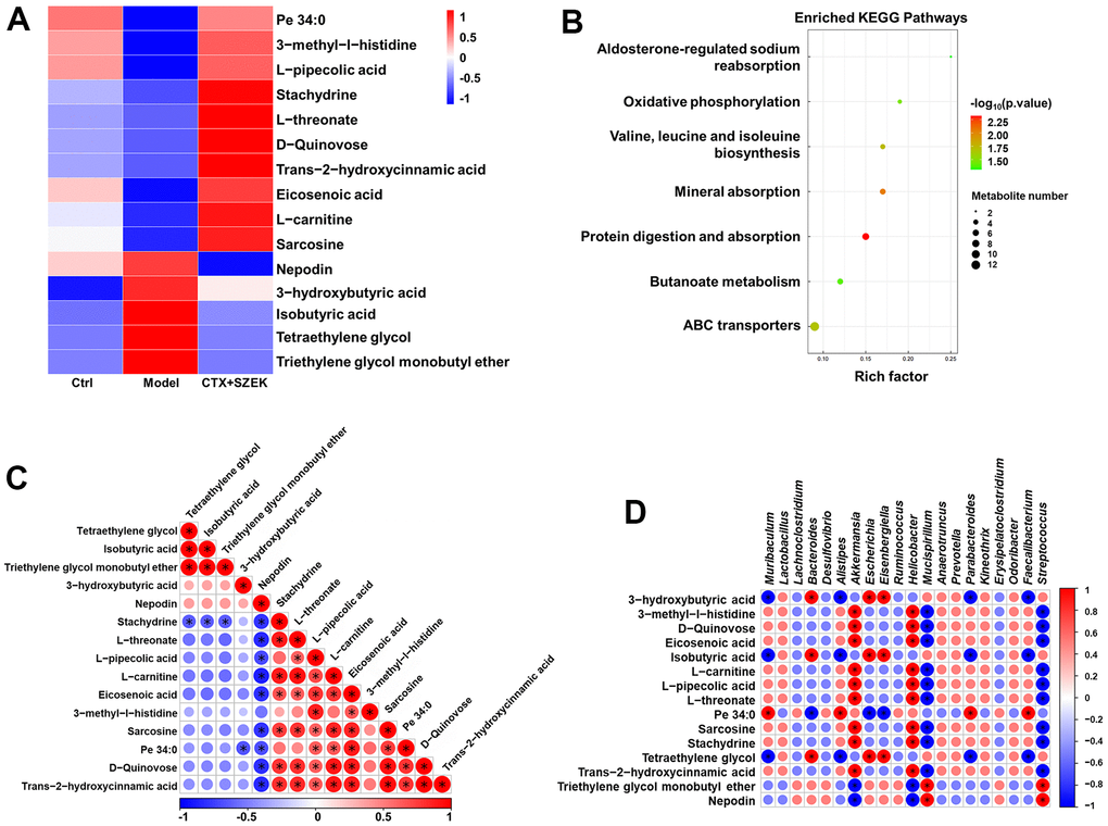 SZEK affects serum metabolite levels in mice with hematopoietic dysfunction (n=4). (A) Heat map analysis of differential metabolites. (B) KEGG pathways analysis of differential metabolites. (C) Correlative heat map analysis between differential metabolites. (D) Correlative heat map analysis between differential metabolites and intestinal flora. Ctrl, control; Model, hematopoietic dysfunction model.