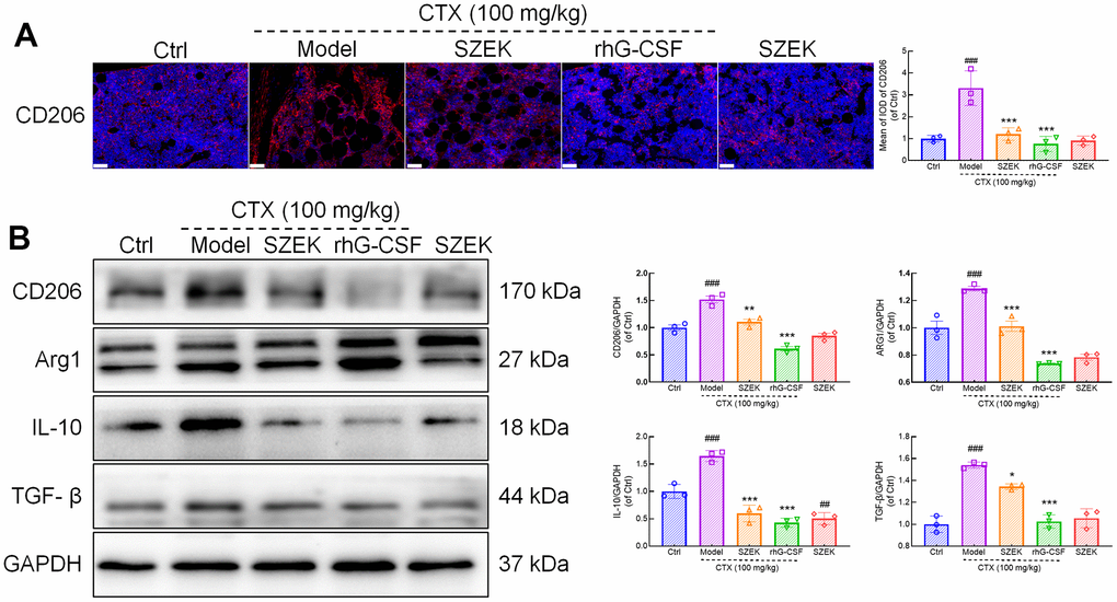 SZEK inhibits M2 macrophage polarization and protein expression in spleen. (A) Immunofluorescence analysis of CD206 in bone marrow of mice with hematopoietic dysfunction (200×, scale bar: 50 μm). (B) Expression levels of CD206, ARG1, IL-10, and TGF-β in spleen of mice with hematopoietic dysfunction detected by Western blotting. (n=3, ###P*P**P***P