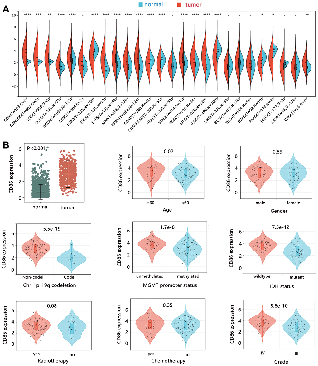 The expression analysis of CD86 mRNA. The expression difference of CD86 in (A) pan-cancer, and (B) HGG tissues.