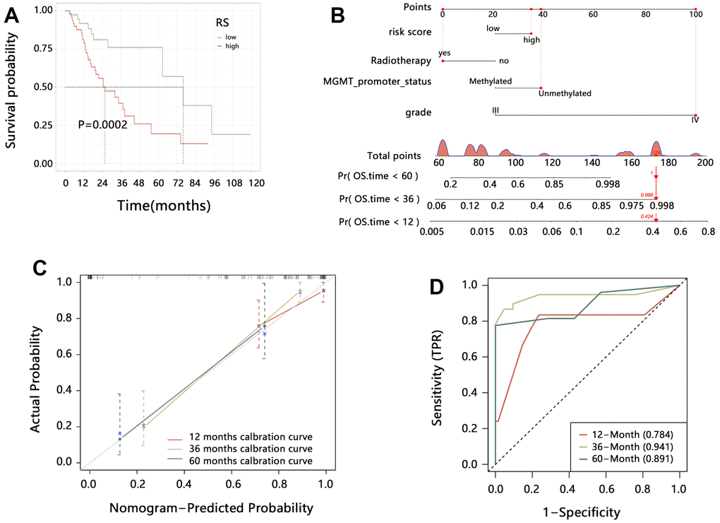 The clinical value of the radiomics model in HGG. (A) Kaplan-Meier analysis on radiomics score. (B) Establishment of comprehensive nomogram model. (C) Evaluation of nomogram model with calibration curves. (D) Performance assessment of nomogram model with time-dependent ROC analysis.