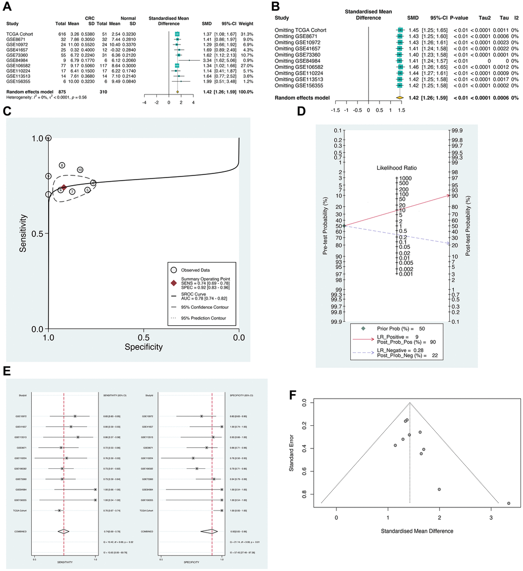 The meta-analysis of SLC12A9 in multiple cohorts. (A) Meta analysis result. Heterogeneity test. I2 = 68.6%. The results showed the high expression of SLC12A9 in colorectal cancer (SMD = 1.42, CI: 1.26-1.59). (B) Results of meta analysis after omitting. (C) sROC analysis. (D) Fagan’s diagram. (E) sROC analysis. (F) Detection of publication bias.