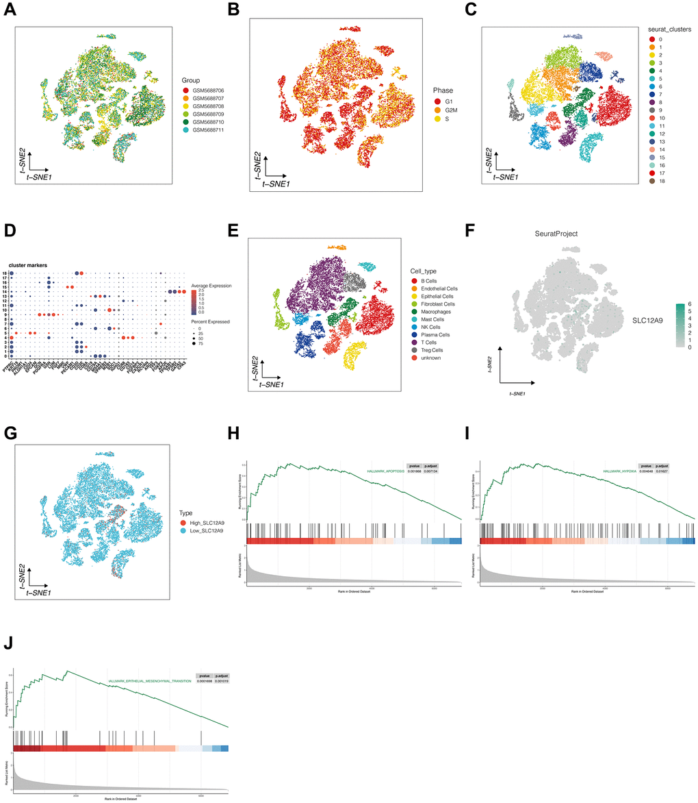 Single cell analysis and enrichment analysis. (A, B) Detection of batch effect. (C) The clustering of cells. (D, E) The annotation of all cells based on the expression of marker genes in each cluster. (F, G) The expression of SLC12A9 in different cells. (H–J) GSEA analysis.