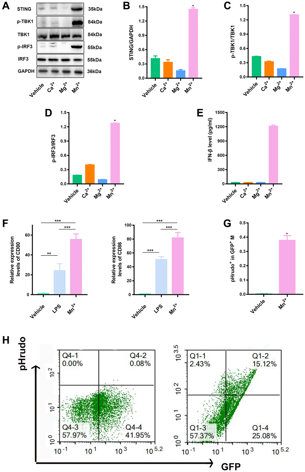 Mn2+ enhanced macrophage STING activity and antitumor capacity in vitro. (A–D) Macrophage STING activity related to treatments with different metal ions; the marker proteins in downstream pathways were immunoblotted. (E) Macrophages were incubated with different metal ions for 24 h, and the response to IFN-β secretion was quantified. (F) qRT-PCR analysis of CD80 and CD86 gene expression. (G, H) To quantify the phagocytic sis of macrophages to tumor cells by flow cytometry, we co-cultured BMDM with pHrodo-labeled tumor cells (ID8) for 24 h, and further observed the effect of macrophages on tumor cells by flow cytometry. One representative experiment is presented from at least three independent experiments, each performed in triplicate. Error bars represent SEM. Data were analyzed by unpaired t-test. Abbreviation: NS: not significant. *P **P ***P 