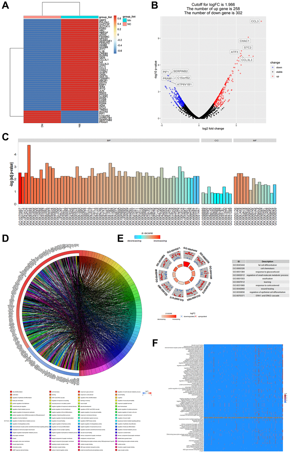 Analysis of gene regulation by Mn2+ in macrophages. (A) Heat map of cellular gene regulation after Mn2+ treatment. (B) Volcano plot of differentially expressed genes with a log-fold change (logarithmic value of differential gene expression) cut-off value of 1.966. (C) Histogram of GO enrichment terms. (D) Chord plot of enriched genes and their related pathways. (E) GO terms of upregulated and downregulated genes. (F) Heatmap of enrichment results.