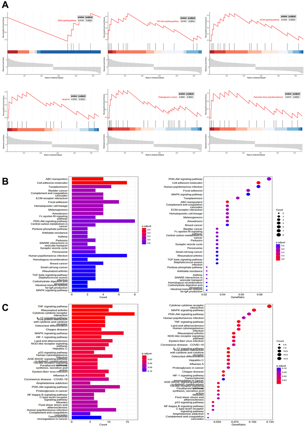 Pathway analysis of gene regulation by Mn2+ in macrophages. (A) GSEA of differentially expressed genes in Mn2+-treated group. (B) KEGG enrichment results of downregulated genes. (C) KEGG enrichment results of upregulated genes.