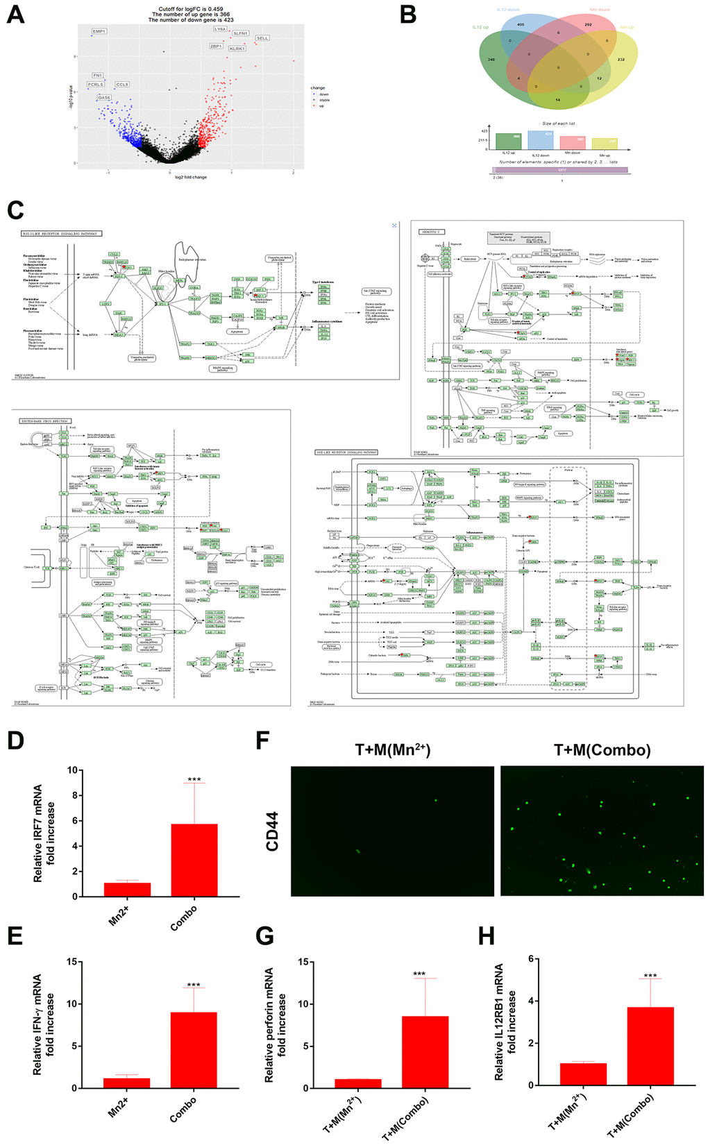 Combined use of Mn2+ and IL-12 promoted adaptive immune responses of T cells by macrophages in vitro. (A) Volcano plot of differential gene regulation by IL-12 in macrophages. (B) Venn diagram comparing regulated genes in Mn2+- and IL-12-treated macrophages. (C) Pathway diagram of KEGG enrichment results (red stars represent enriched genes). (D, E) qRT-PCR analysis of IRF7 and IFN-γ gene expression in macrophages with different treatment conditions. (F) Immunofluorescence of CD44+ T cells after co-culture with macrophages treated under different conditions. (G, H) qRT-PCR analysis of perforin and IL-12Rβ1 genes. One representative experiment is displayed from at least three independent experiments, each performed in triplicate. Error bars represent SEM. Data were analyzed using unpaired t-test. Abbreviation: NS: not significant. *P **P ***P 