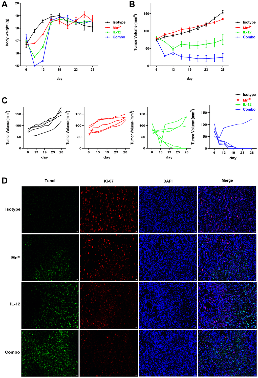 Potent antitumor effect of Mn2+ and IL-12 combination treatment. (A–C) Mice were subcutaneously inoculated with ID8 cells on day 0. Tumor-bearing mice were randomly divided into four groups: isotype control, Mn2+, IL-12, and a combination of Mn2+ and IL-12 (n = 5 mice per group). Treatment started on day 6. Body weight changes and tumor growth curves for each mouse are displayed. (D) Tumor tissues were fluorescently stained green, red, and blue to determine cell viability with TUNEL, with Ki-67, and to identify the nuclei, respectively (scale bar, 50 μm).