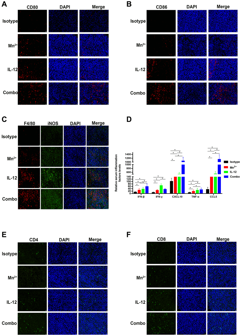 Mn2+ and IL-12 combination treatment promoted the conversion of immune-exclusion tumors into immune-inflamed tumors and enhanced immune cell infiltration in vivo. (A, B) Representative images of costimulatory CD80 and CD86 staining in the tumor center. (C) Representative images of M1-type macrophages co-localized by F4/80 (red) and iNOS (green) in the tumor center. (D) Cytokine levels in the circulation of tumor-bearing mice. (E, F) Representative images of CD4 and CD8 staining in the tumor center (scale bar, 50 μm). Abbreviation: NS: not significant. *P **P ***P 